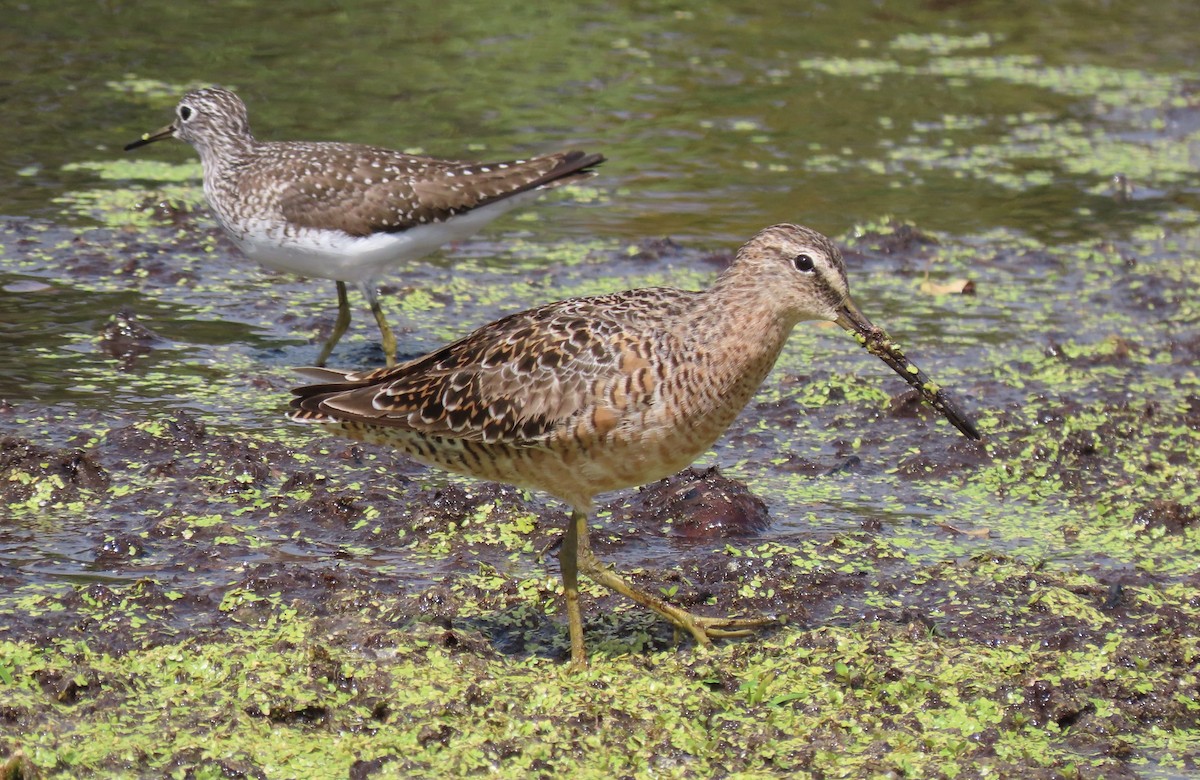 Long-billed Dowitcher - ML634052009