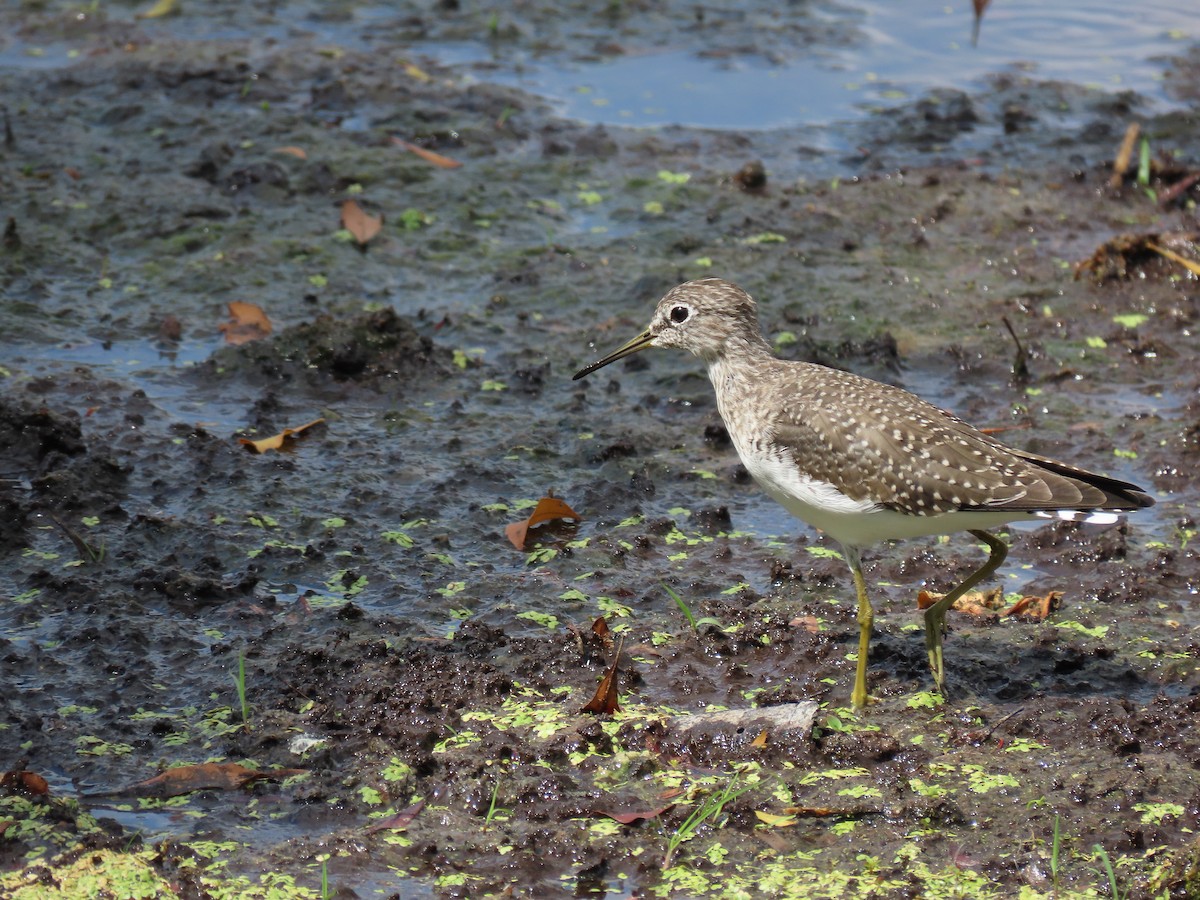 Solitary Sandpiper - ML634052075