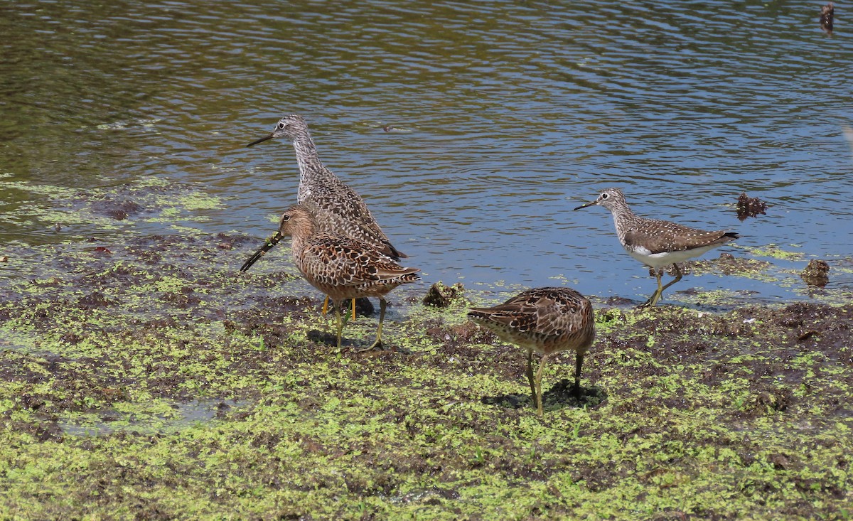 Solitary Sandpiper - ML634052129