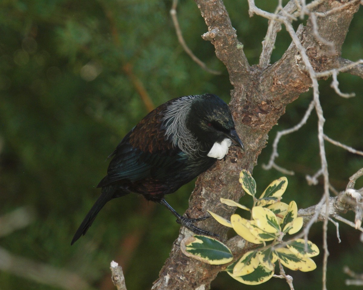 Tui - ML634052201