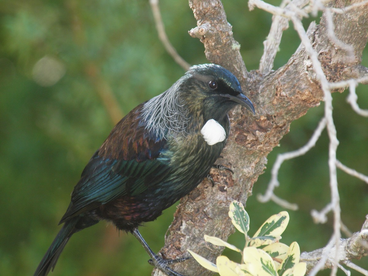 Tui - ML634052202