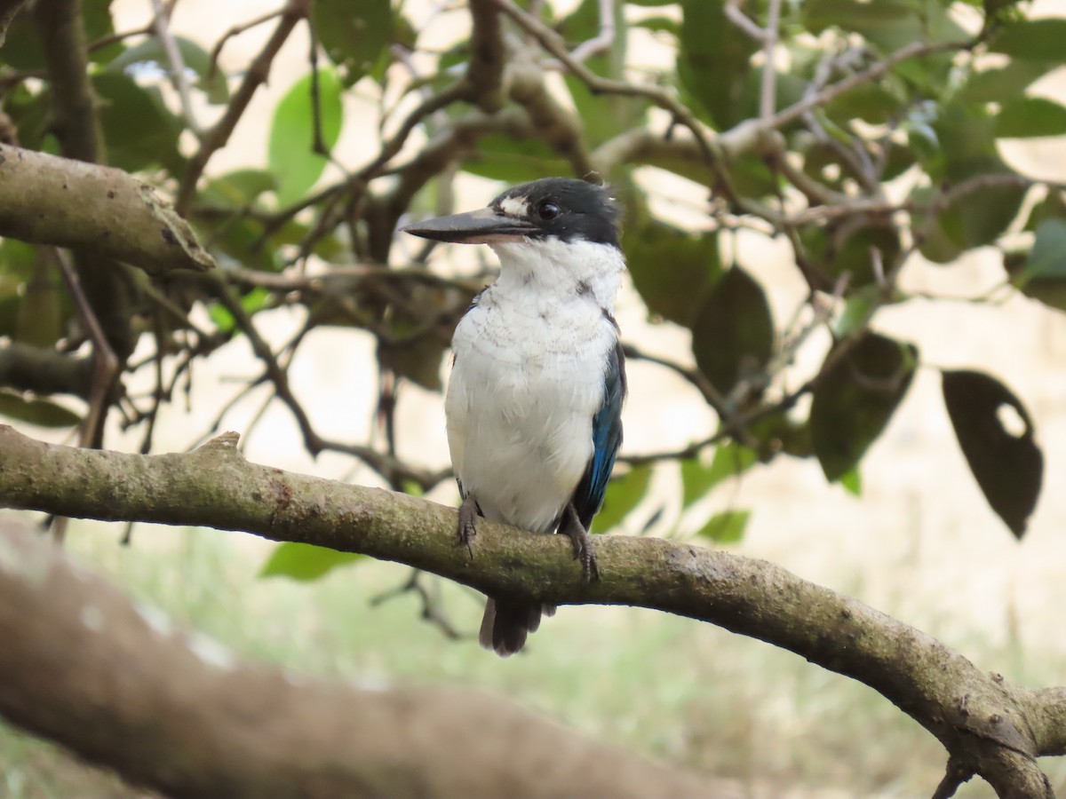 Torresian Kingfisher - ML634052228