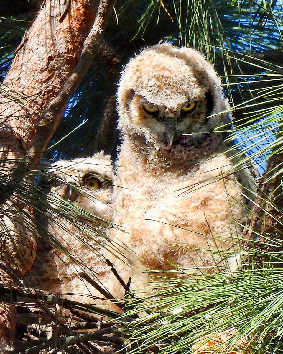 Great Horned Owl - ML634052253