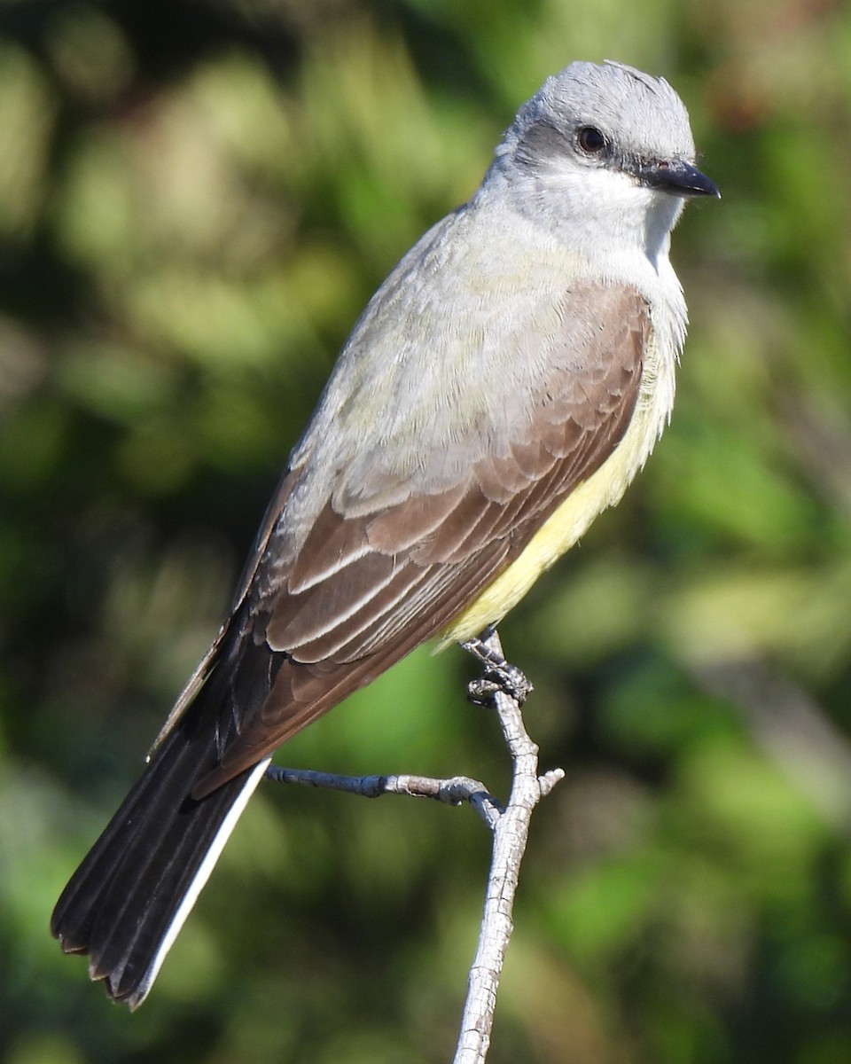 Cassin's Kingbird - ML634052266