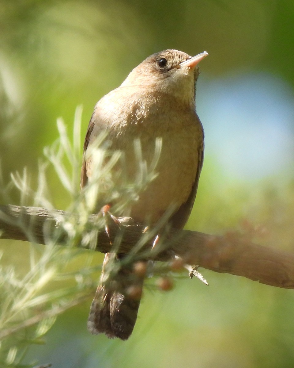 Northern House Wren - ML634052290