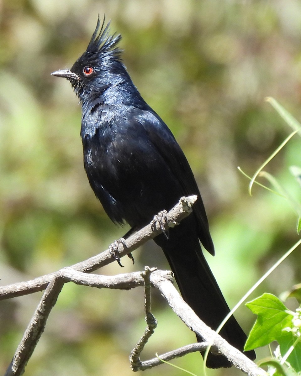 Phainopepla - ML634052347