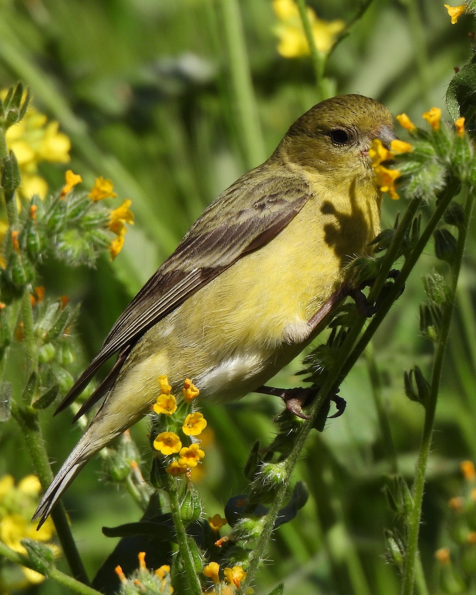 Lesser Goldfinch - ML634052363