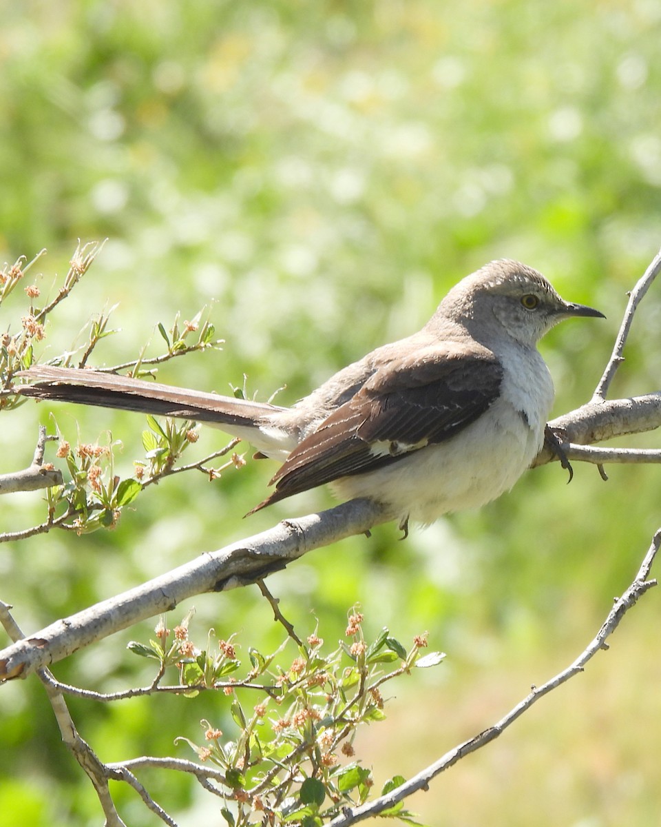 Northern Mockingbird - ML634052396