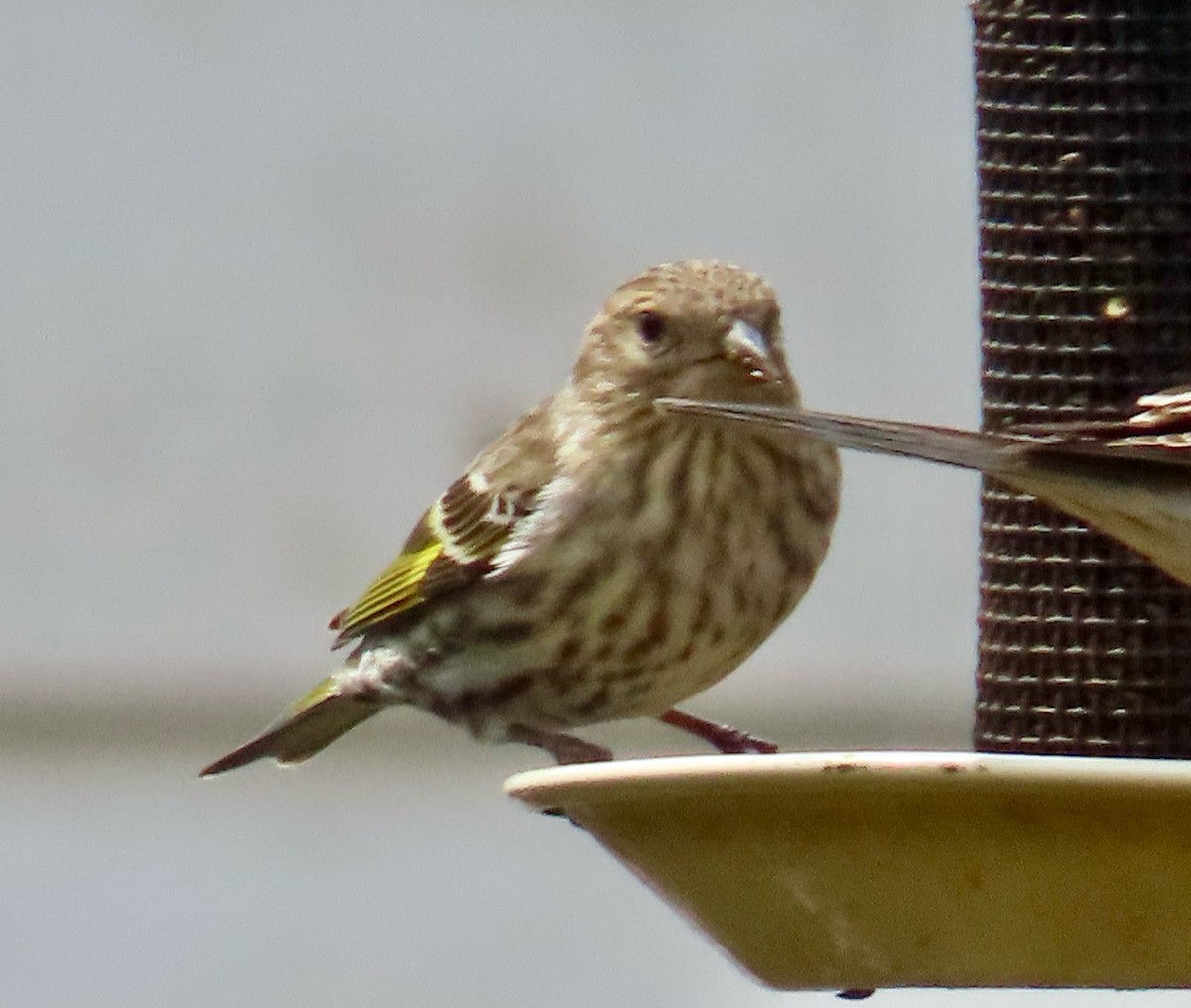 マツノキヒワ - ML634052397