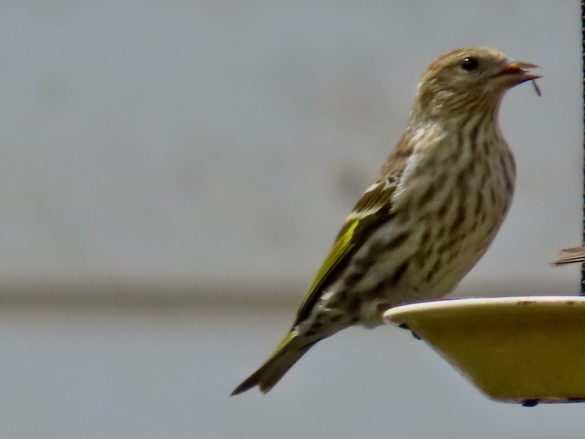 マツノキヒワ - ML634052398