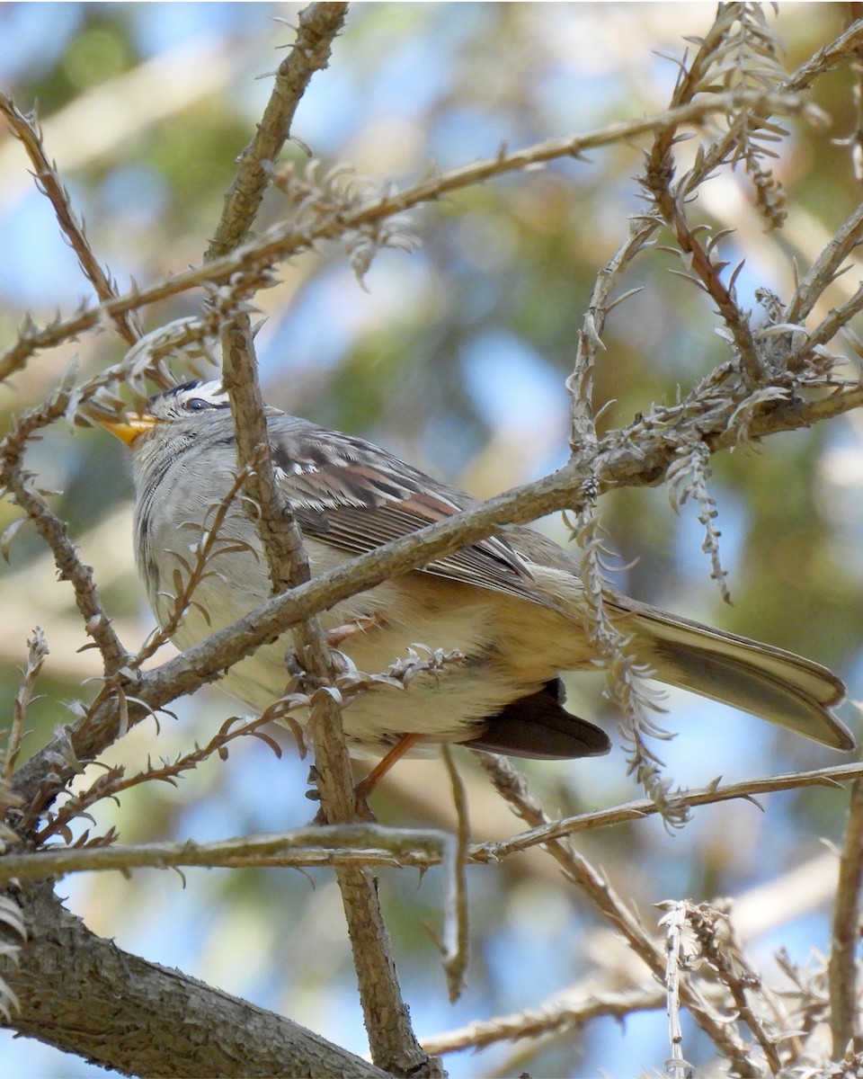 White-crowned Sparrow - ML634052408