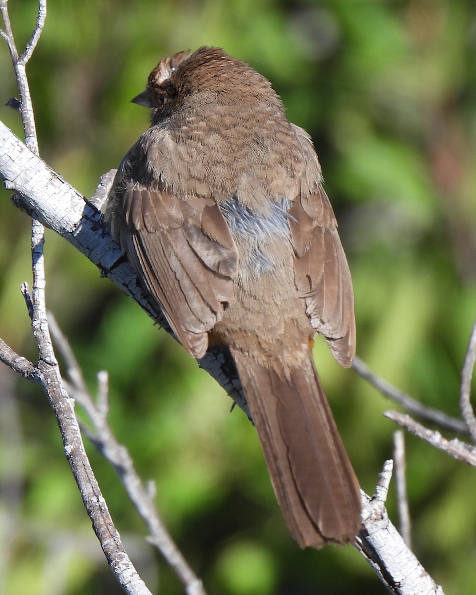 California Towhee - ML634052423