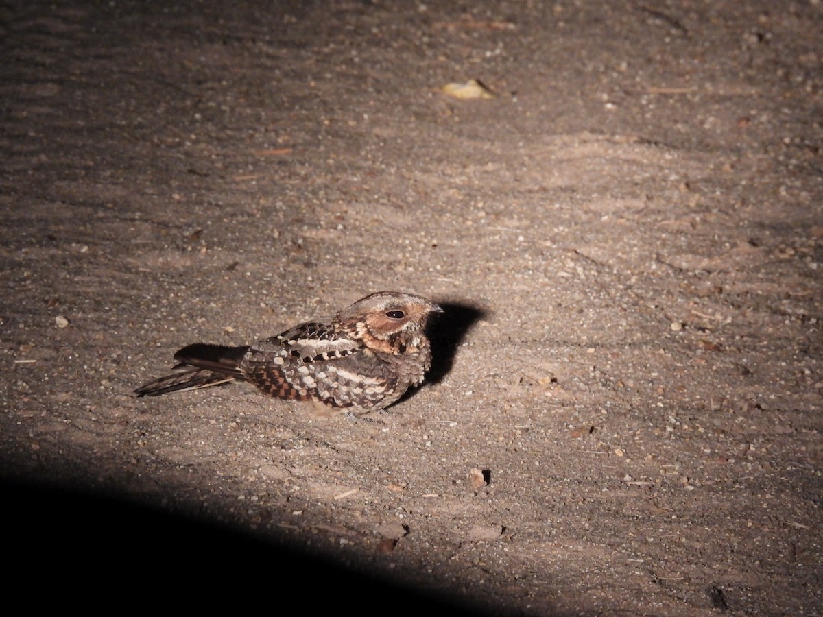 Fiery-necked Nightjar - ML634052490