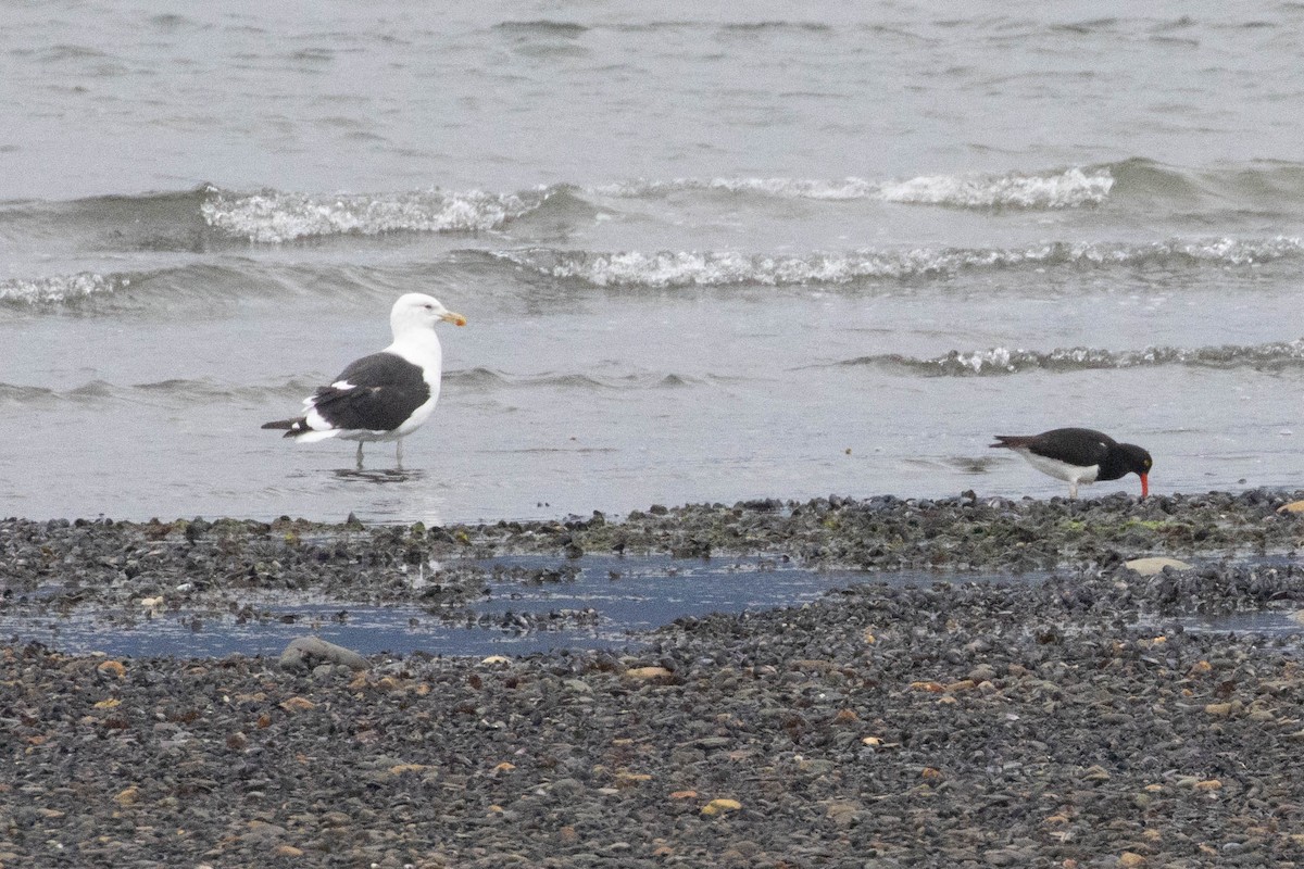 Magellanic Oystercatcher - ML634052554