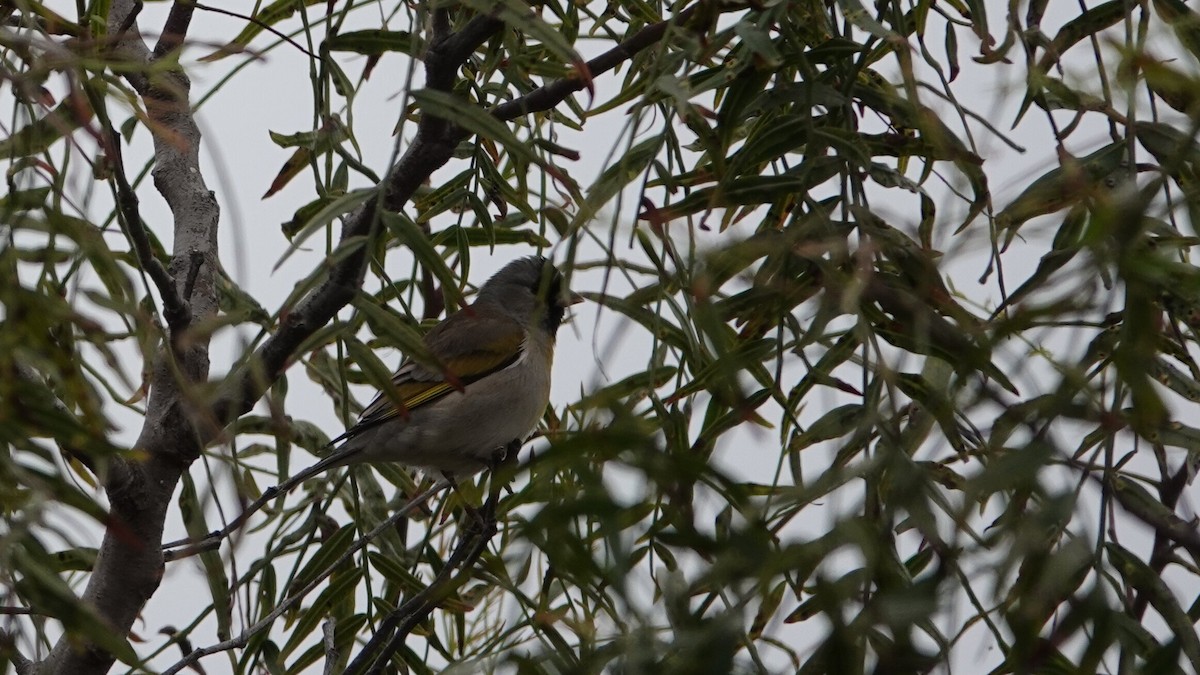 Lawrence's Goldfinch - ML634052574