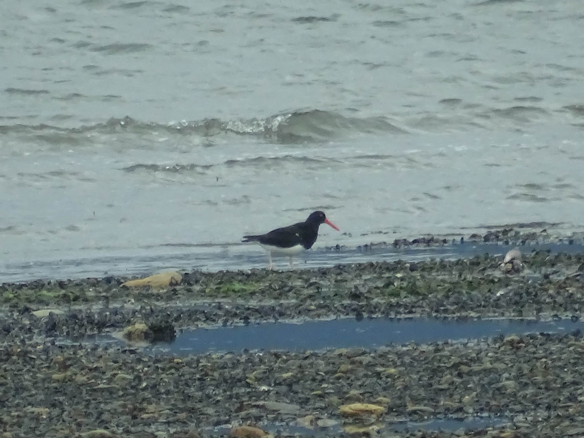 Magellanic Oystercatcher - ML634052582