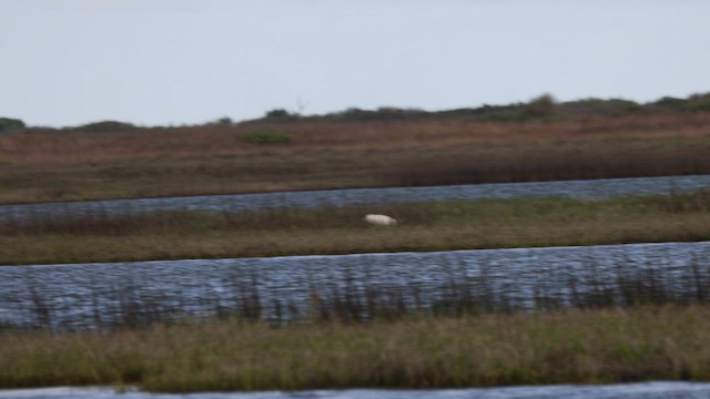 Whooping Crane - ML634052714