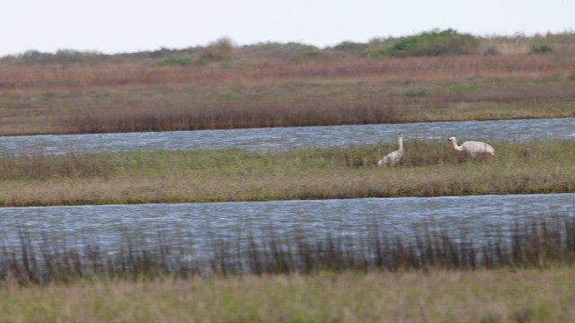 Whooping Crane - ML634052728