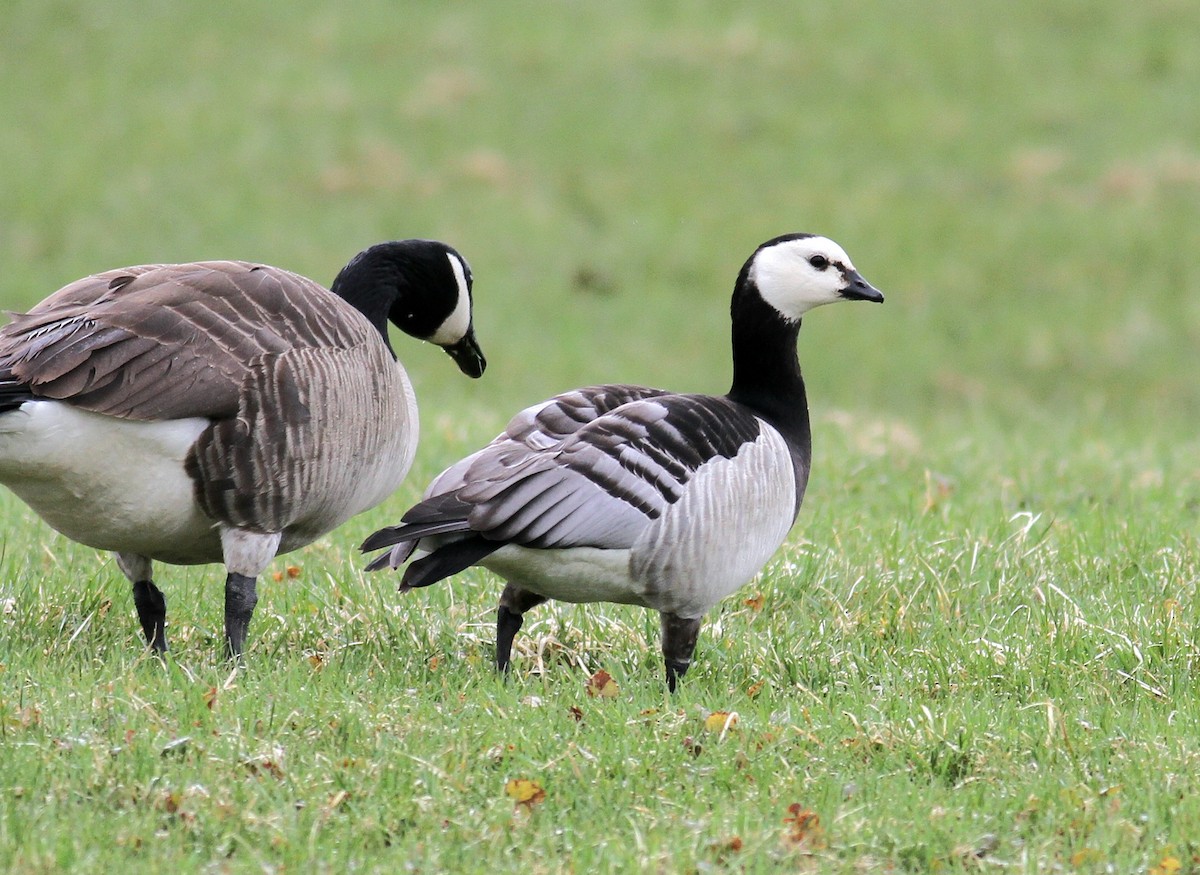 Barnacle Goose - ML634052843