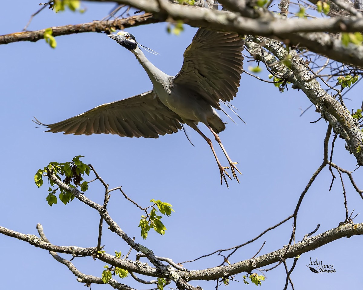 Yellow-crowned Night Heron - ML634052901