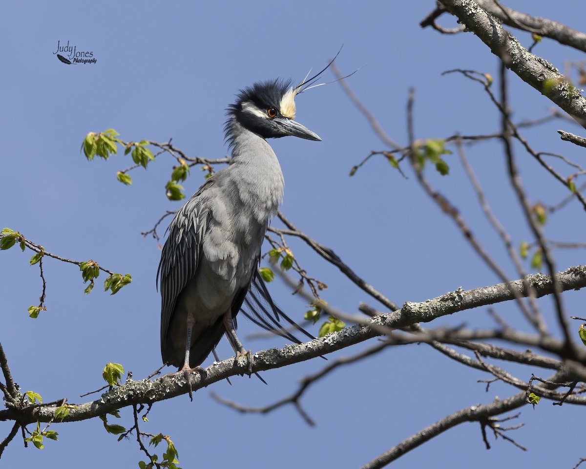 Yellow-crowned Night Heron - ML634052902