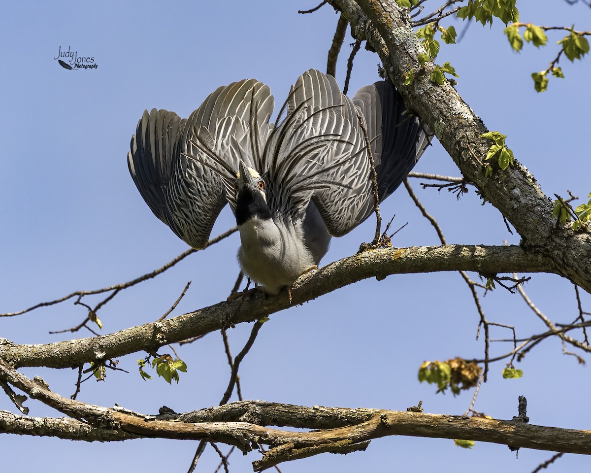 Yellow-crowned Night Heron - ML634052903