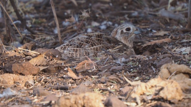 Montezuma Quail - ML634053074