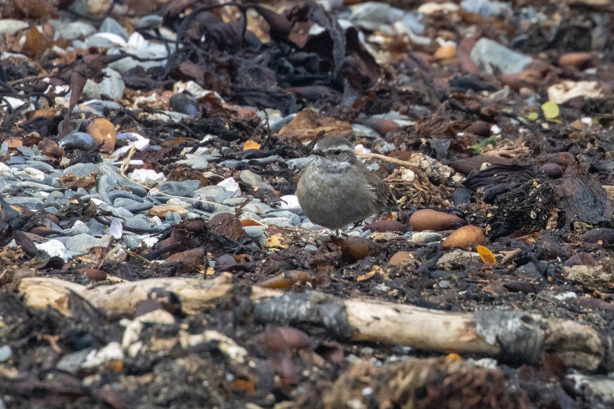 Buff-winged Cinclodes - ML634053130