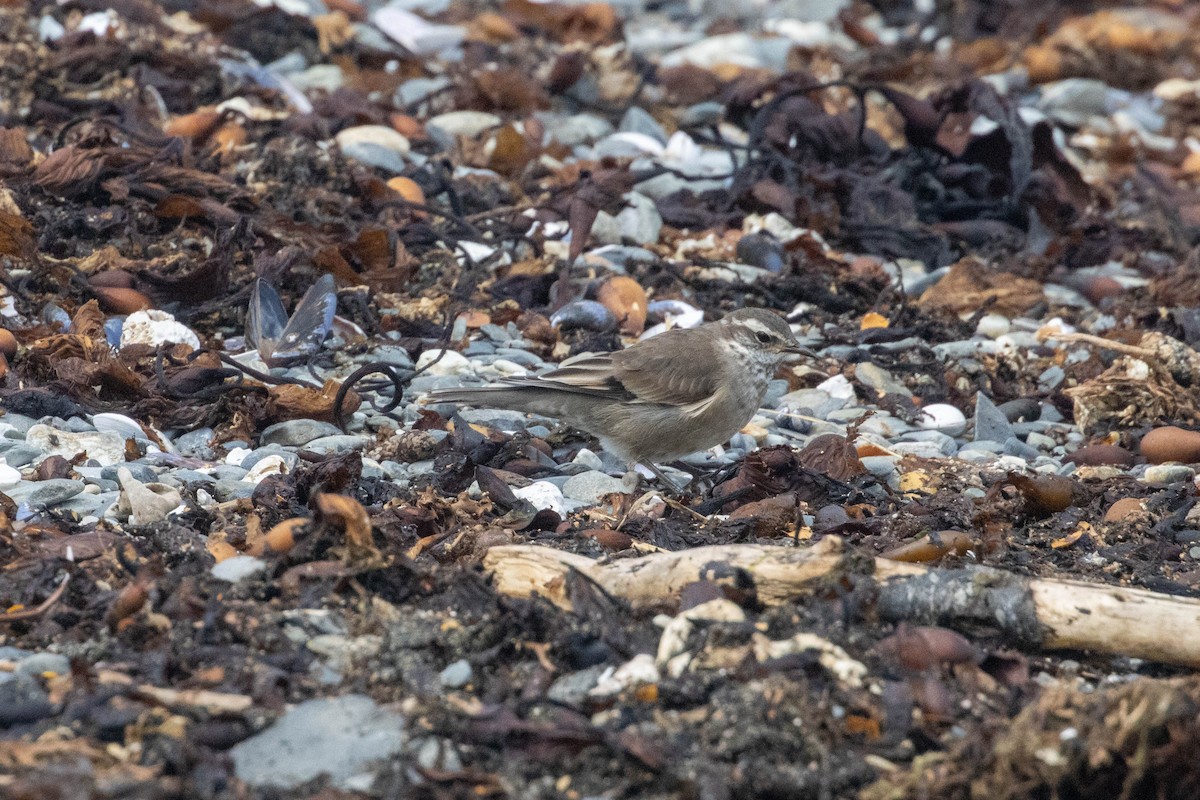 Buff-winged Cinclodes - ML634053132