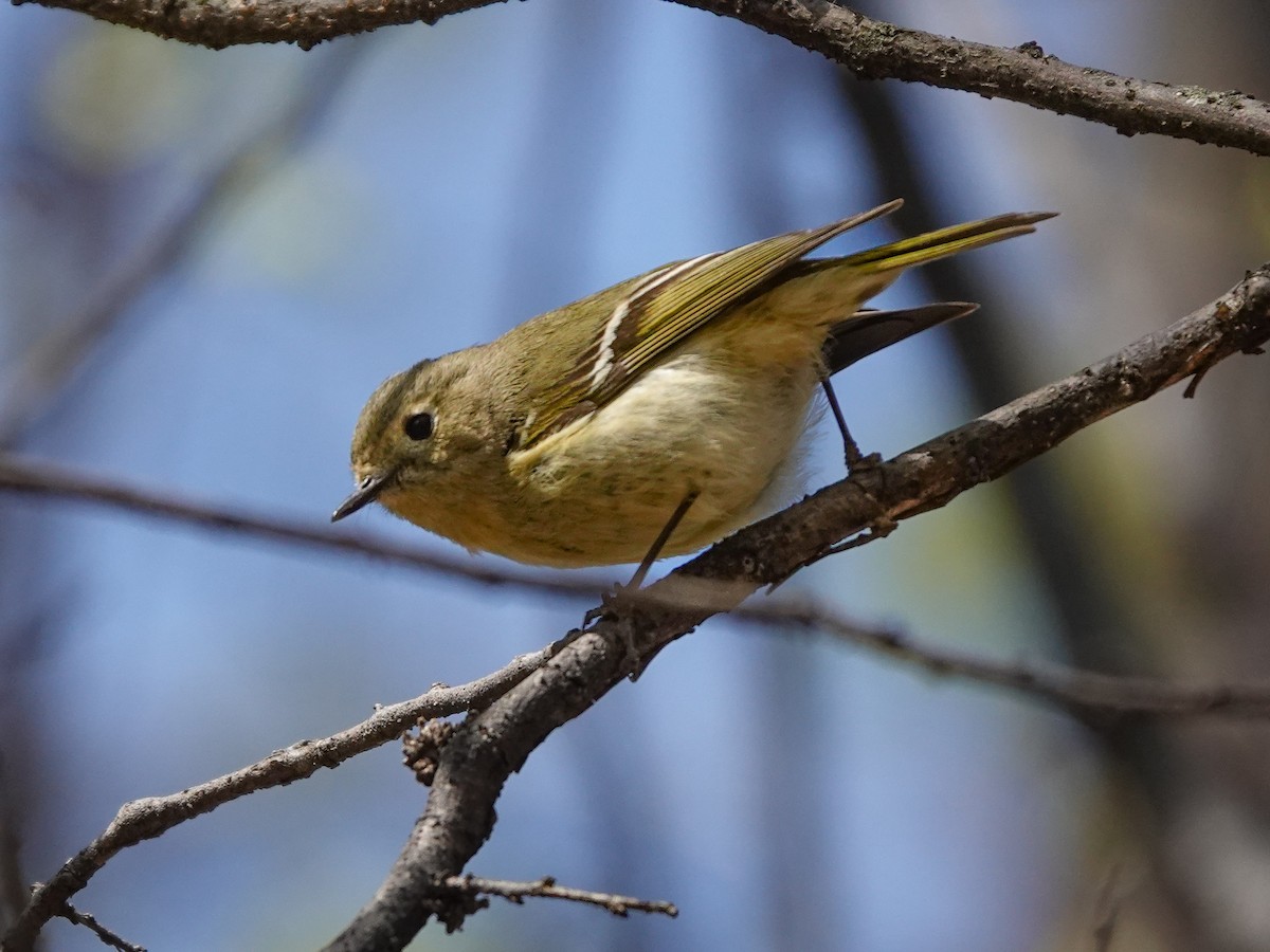 Ruby-crowned Kinglet - ML634053145