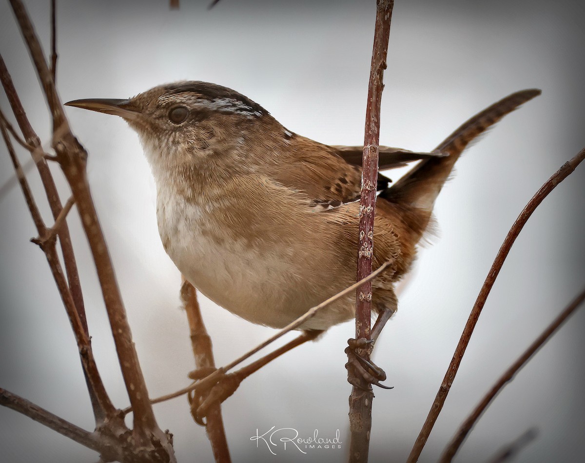 Marsh Wren - ML634053151