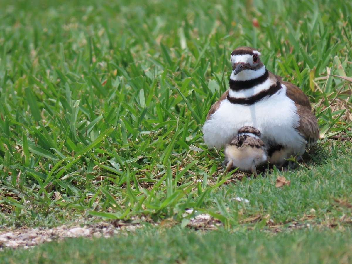 Killdeer - ML634053152