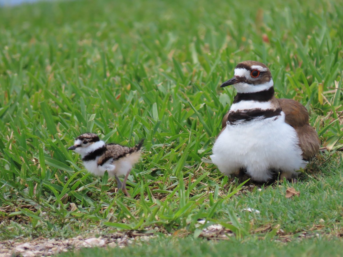 Killdeer - ML634053153