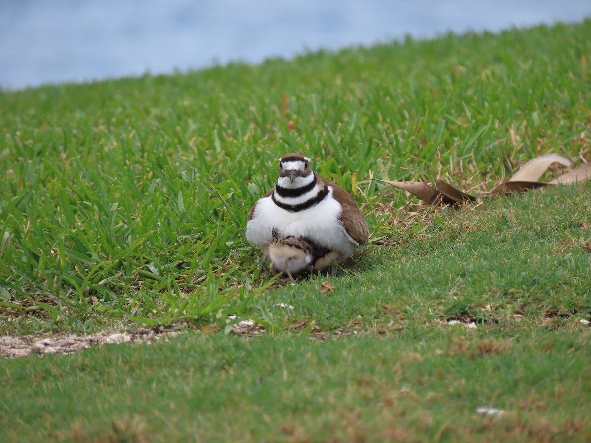 Killdeer - ML634053154