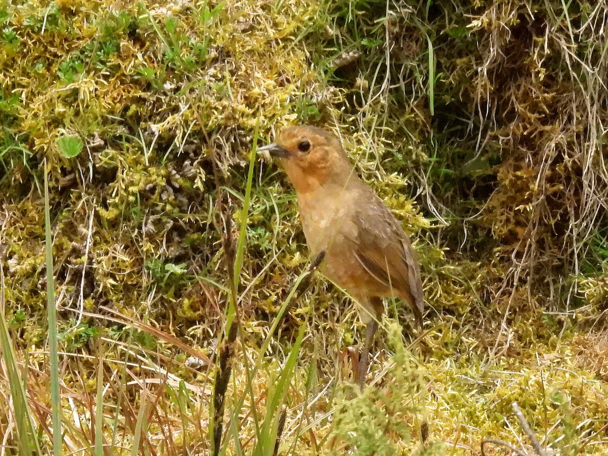 Boyaca Antpitta - ML634053165