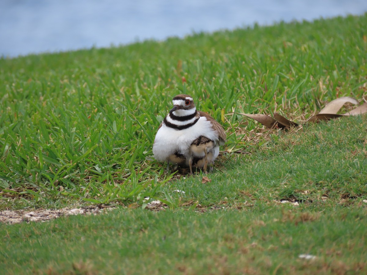 Killdeer - ML634053194