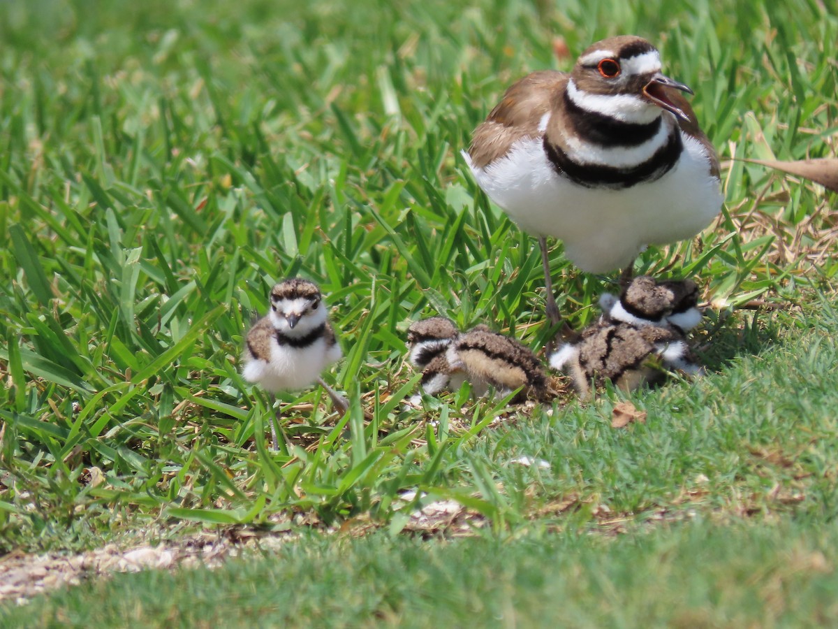 Killdeer - ML634053196