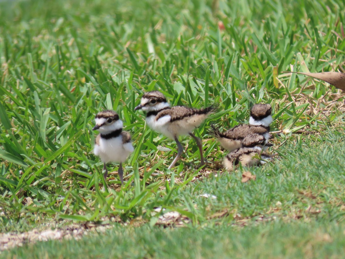 Killdeer - ML634053198