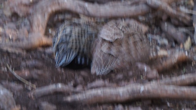 Montezuma Quail - ML634053259