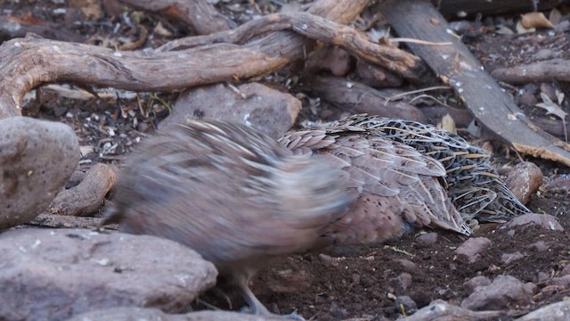 Montezuma Quail - ML634053263