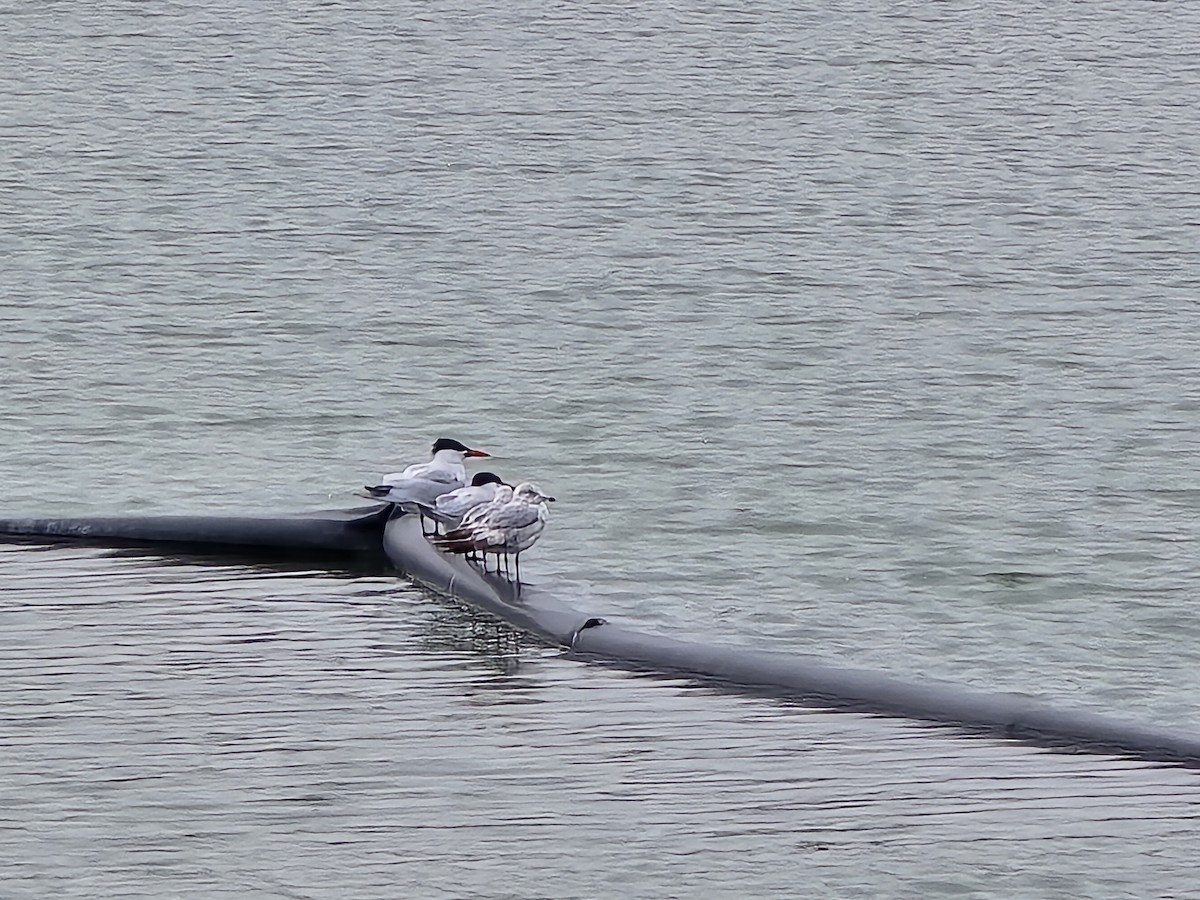 rybák velkozobý - ML634053284