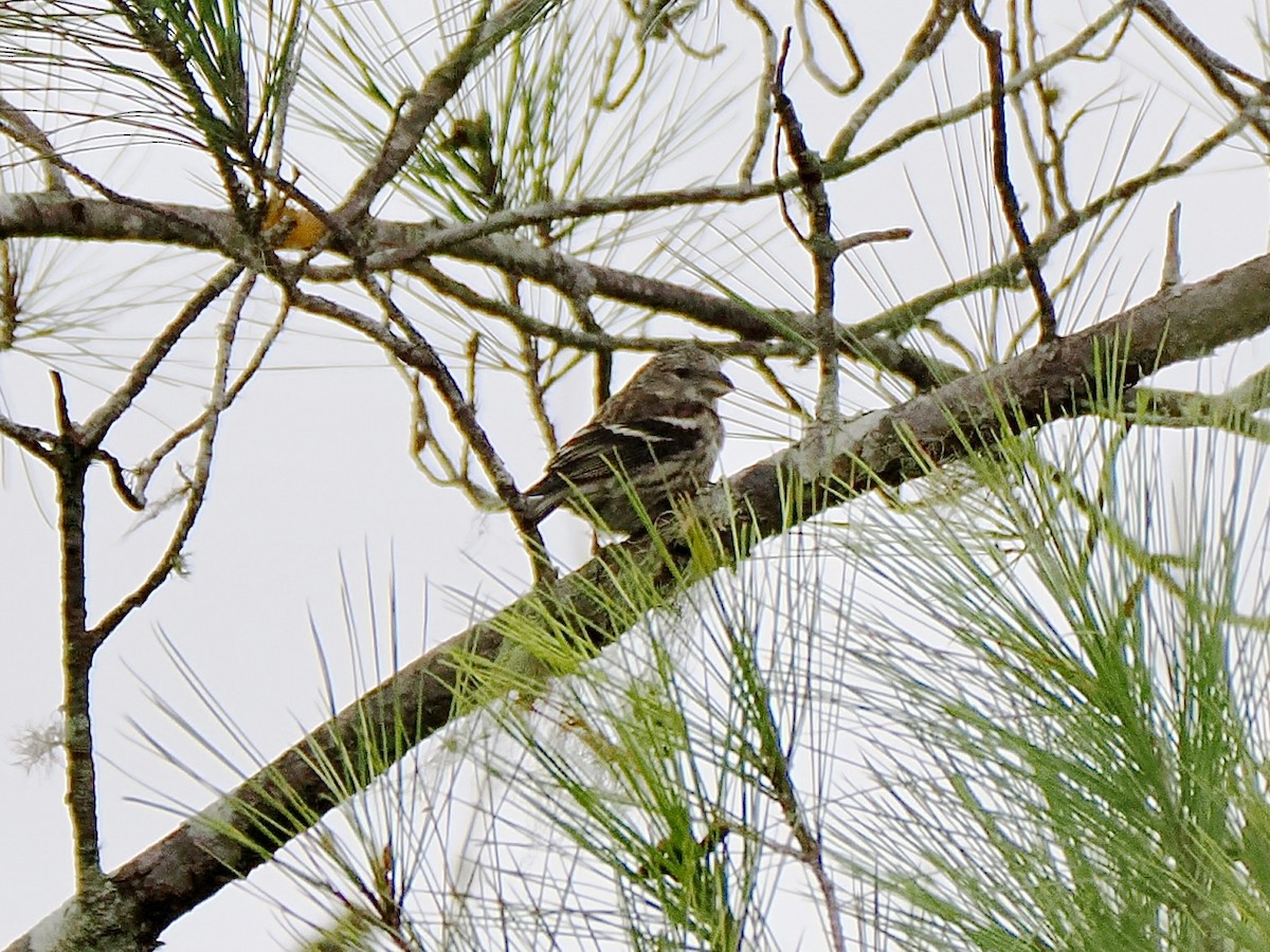 Hispaniolan Crossbill - ML634053435