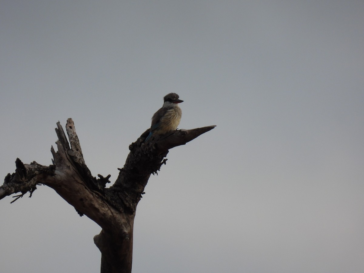 Striped Kingfisher - ML634053458