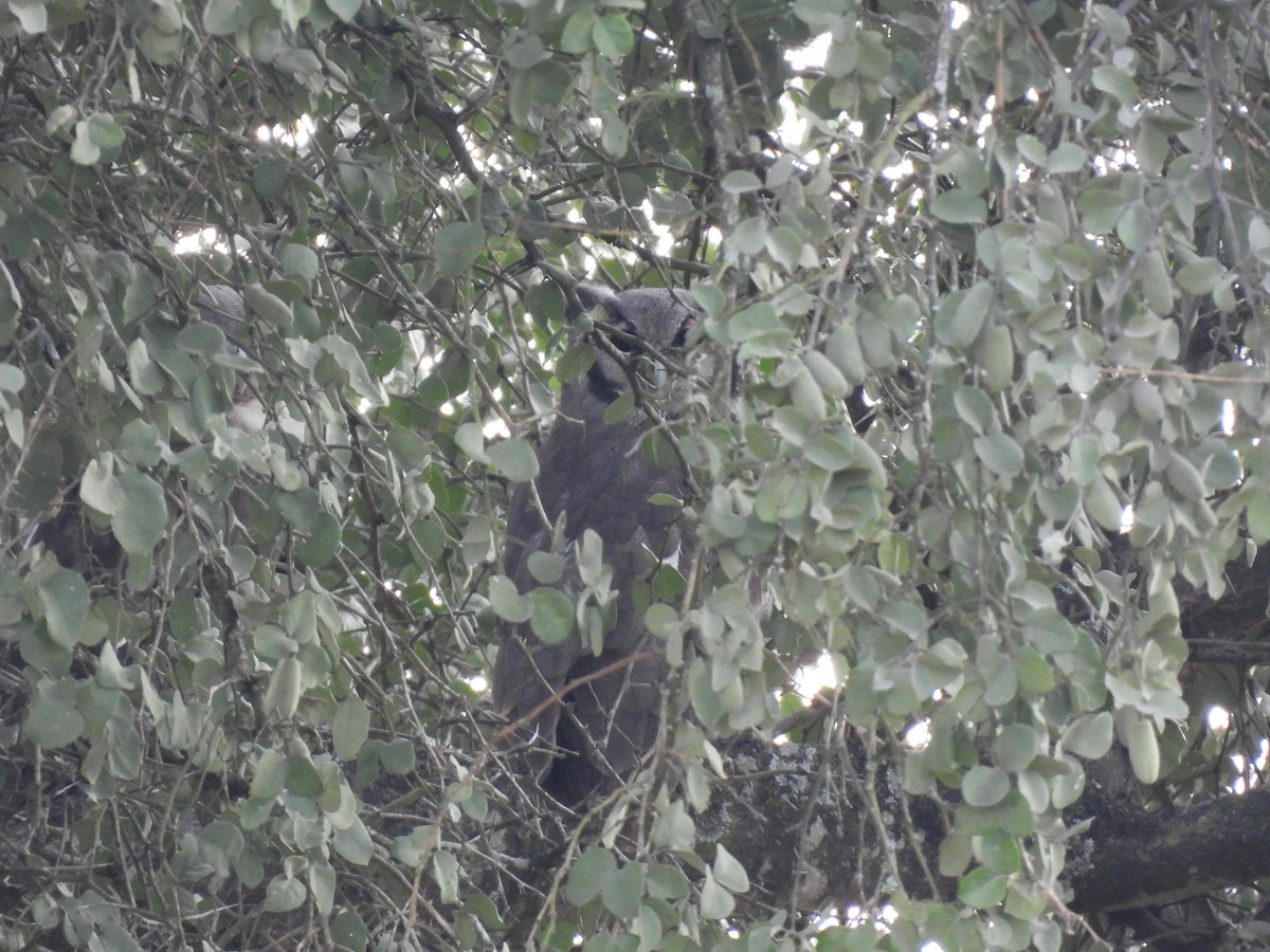 Verreaux's Eagle-Owl - ML634053478