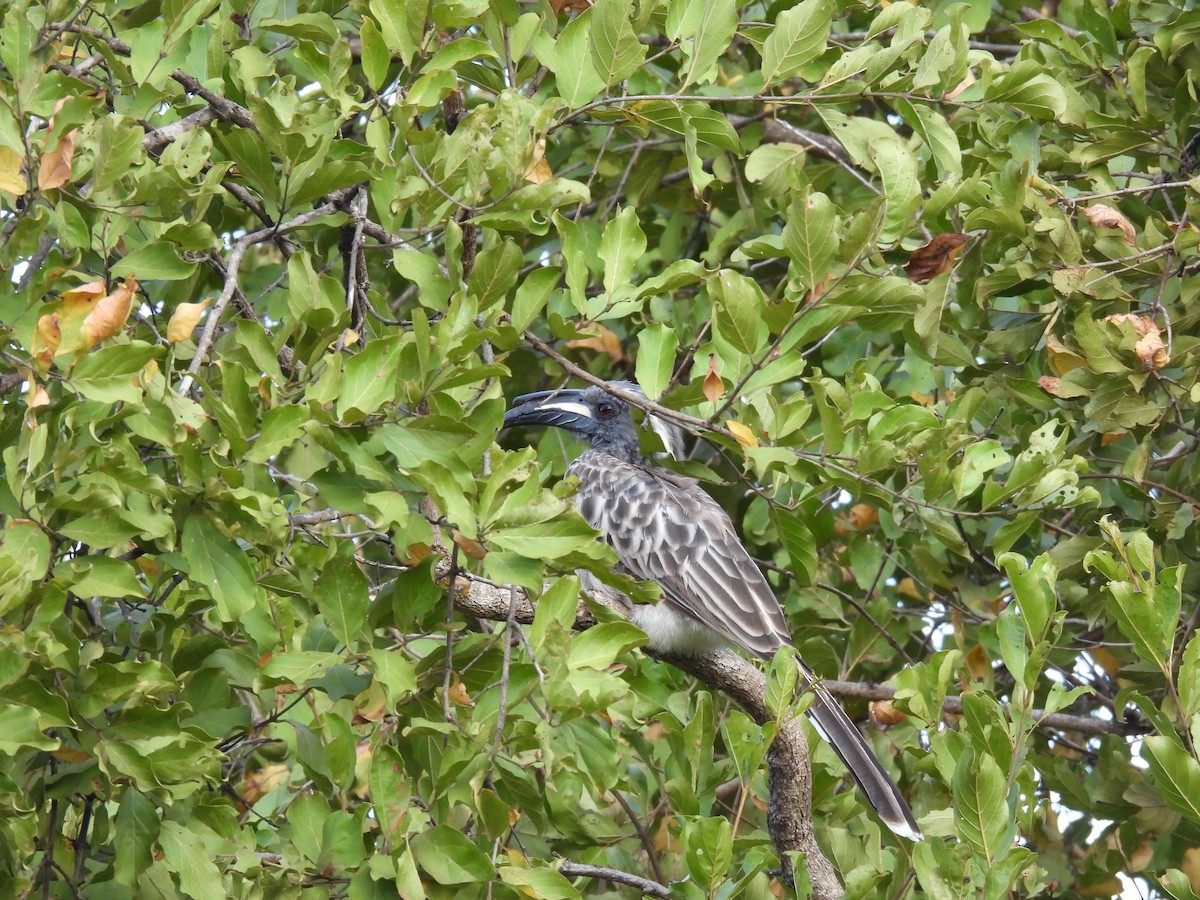 African Gray Hornbill - ML634053505