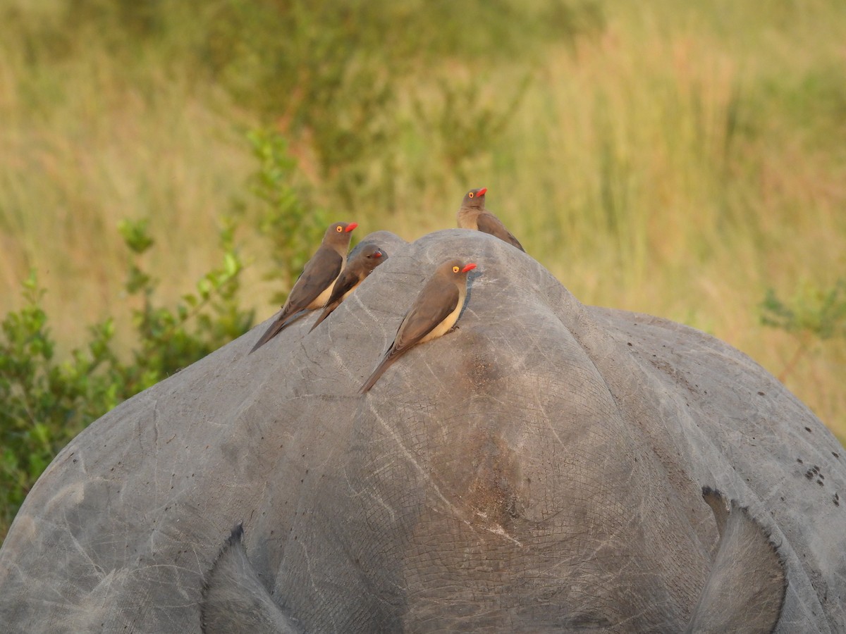 Red-billed Oxpecker - ML634053544