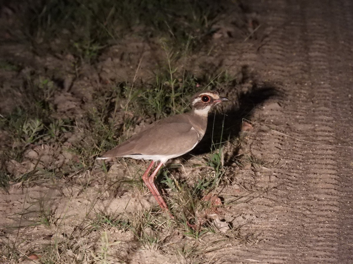 Bronze-winged Courser - ML634053571