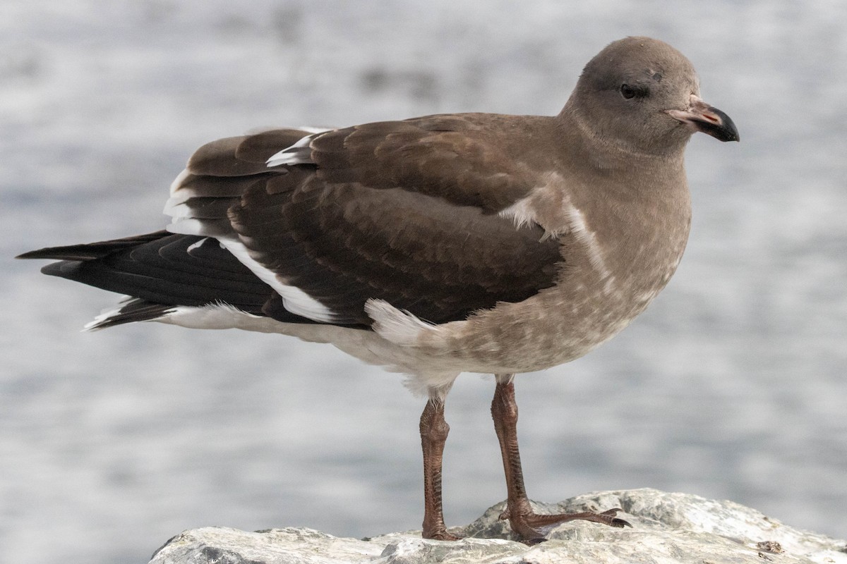 Dolphin Gull - ML634053573