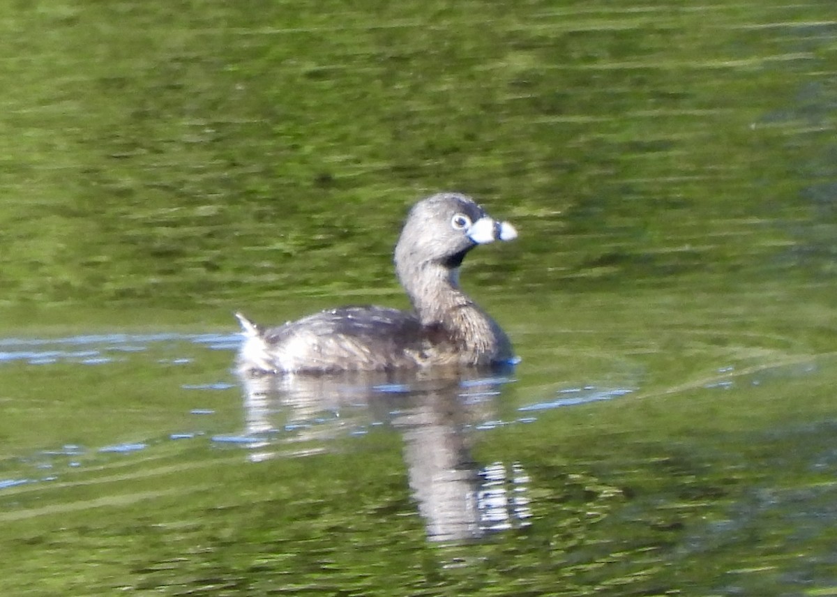 Pied-billed Grebe - ML634053576
