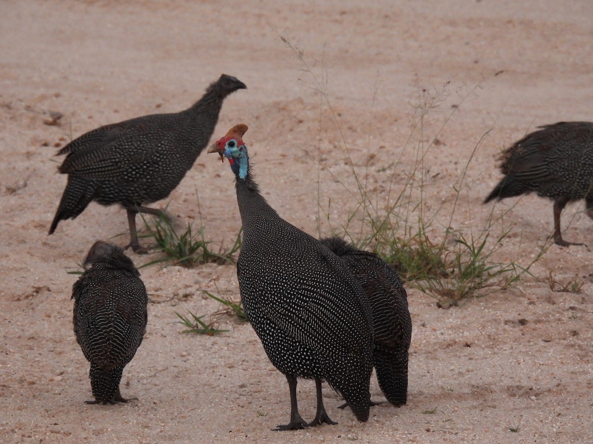 Helmeted Guineafowl - ML634053634